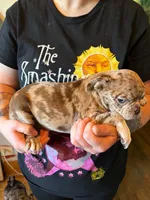 Hazel, a female Pug and Bugg for sale in Lansing, MI – 2 of 3