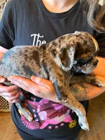 Arty, a male Pug and Bugg for sale in Lansing, MI – 2 of 3
