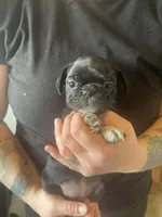 Ube, a female Bugg for sale in Lansing, MI – Photo 4 of 4
