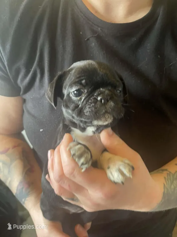 Ube – Bugg puppy for sale in Lansing, MI