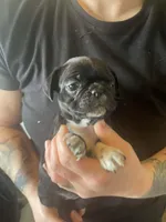 Ube, a female Bugg for sale in Lansing, MI – Photo 1 of 4