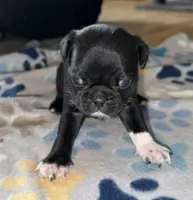 Ube, a female Bugg for sale in Lansing, MI – Photo 3 of 4