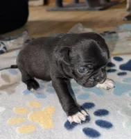 Ube, a female Bugg for sale in Lansing, MI – Photo 2 of 4