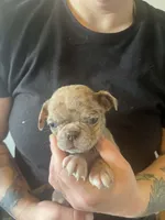 Hazel, a female Bugg for sale in Lansing, MI – Photo 3 of 3