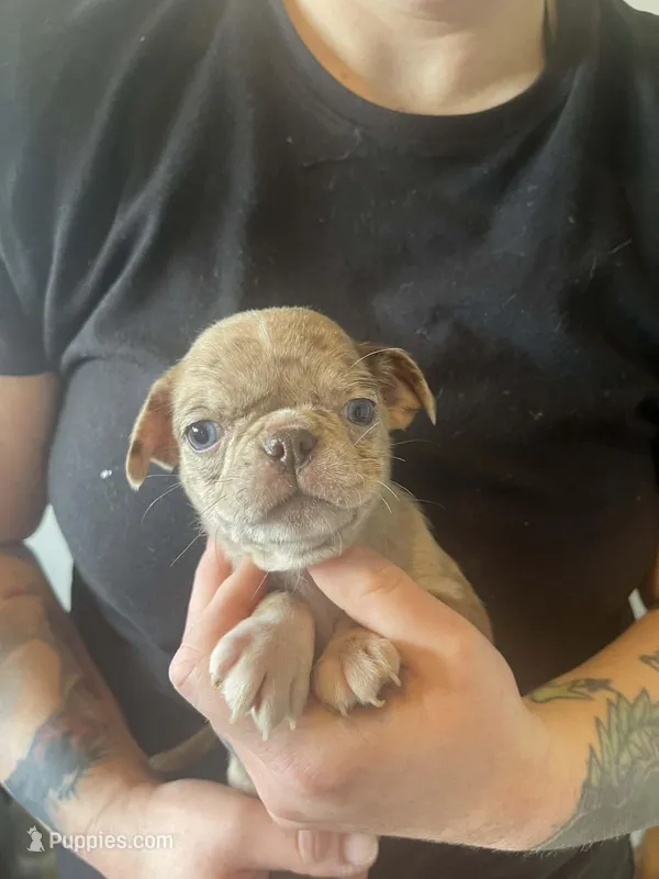 Hazel – Bugg puppy for sale in Lansing, MI
