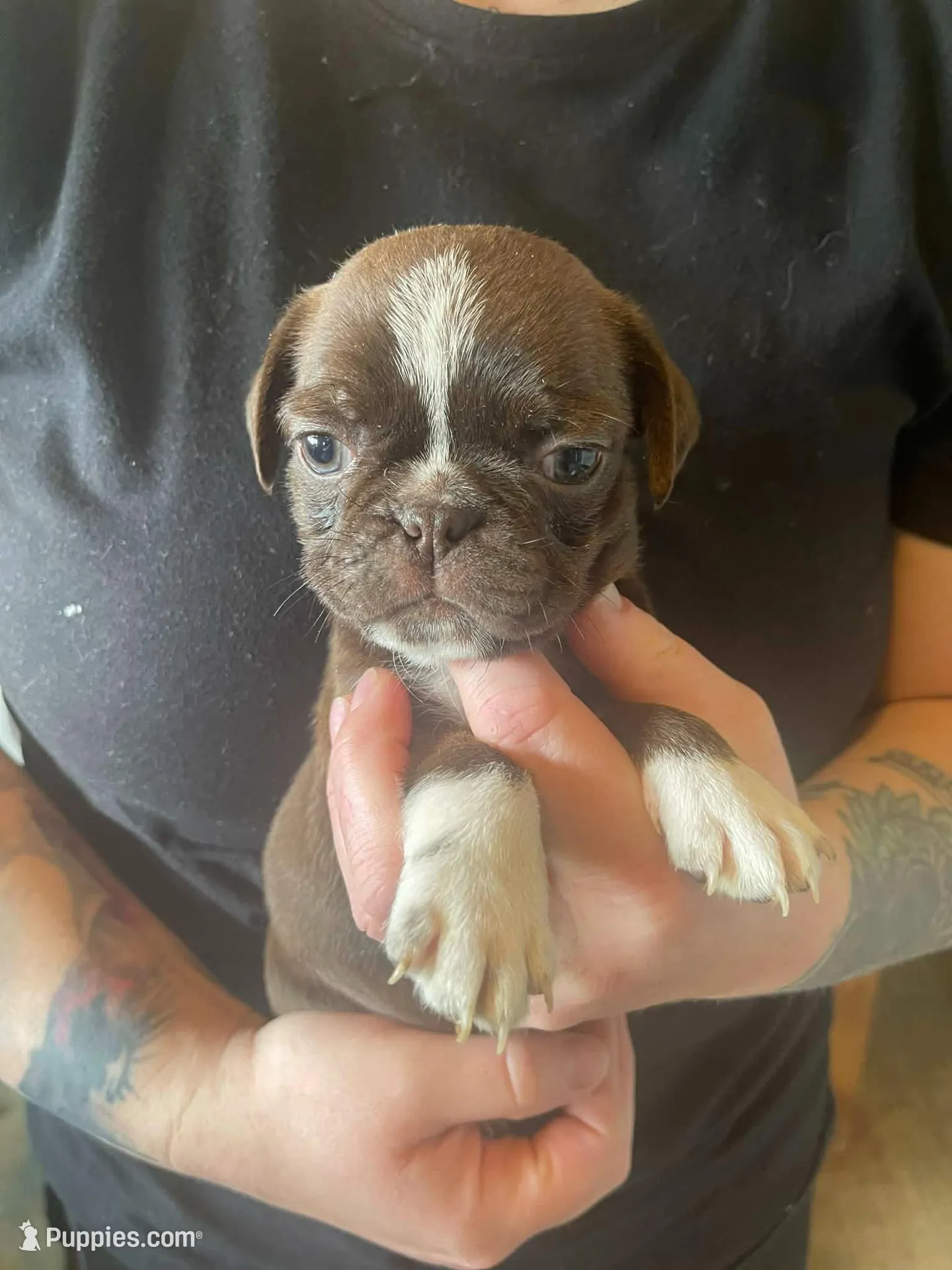 Chestnut , a male Bugg for sale in Lansing, MI – Photo 4 of 4