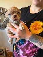 Hazel, a female Pug and Bugg for sale in Lansing, MI – 3 of 3