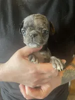 Olive, a female Bugg for sale in Lansing, MI – Photo 3 of 3