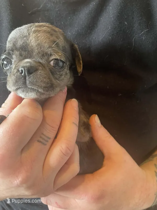 Olive – Bugg puppy for sale in Lansing, MI
