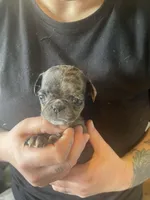 Olive, a female Bugg for sale in Lansing, MI – Photo 2 of 3