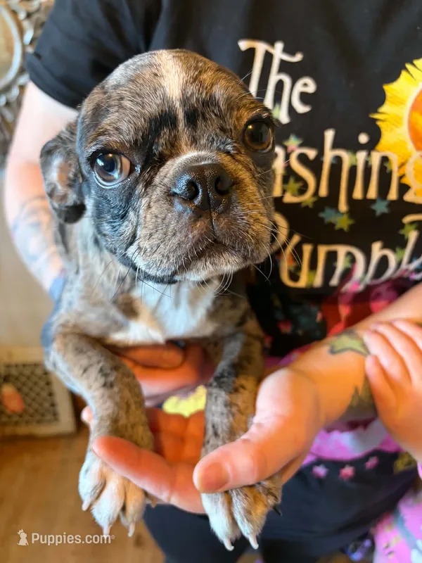 Arty – Pug, Bugg puppy for sale in Lansing, MI