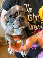 Arty, a male Pug and Bugg for sale in Lansing, MI – 1 of 3