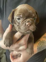Gus, a male Bugg for sale in Lansing, MI – Photo 4 of 4