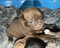 Gus, a male Bugg for sale in Lansing, MI – Photo 3 of 4