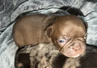 Gus, a male Bugg for sale in Lansing, MI – Photo 2 of 4