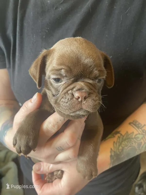 Gus – Bugg puppy for sale in Lansing, MI