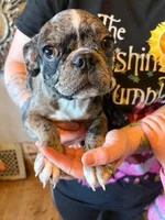Arty, a male Pug and Bugg for sale in Lansing, MI – 3 of 3