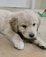 processed/3fe1db9c-ebb1-4f20-a28c-cdeab09181b6/listing/8fb9bd6c-1d63-4e33-a3b7-73ff0b70aa34/29330192-e2f6-4b9d-9027-afe95eae220f