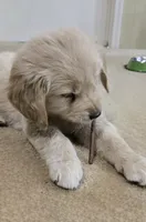 processed/3fe1db9c-ebb1-4f20-a28c-cdeab09181b6/listing/8fb9bd6c-1d63-4e33-a3b7-73ff0b70aa34/b35f324b-862d-41b3-88fe-c72e3f218e72