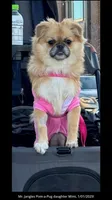 Pom-a-Fluffy Pug's!, a female Pomeranian and Pug for sale in Aurora, CO – Photo 2 of 10