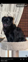 Pom-a-Fluffy Pug's!, a female Pomeranian and Pug for sale in Aurora, CO – Photo 5 of 10