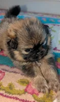 Boo Bear Pending! 7/31, a female Pomeranian and Pug for sale in Aurora, CO – Photo 3 of 10