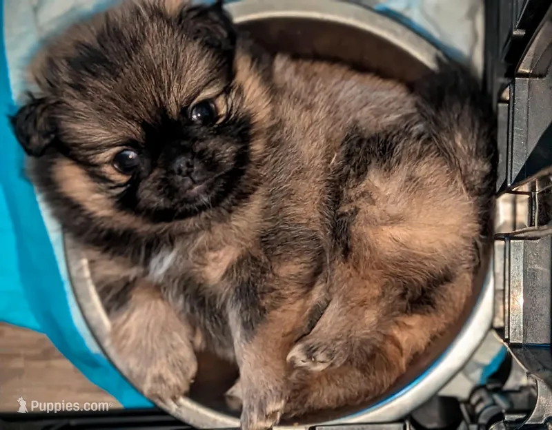 Boo Bear Pending! 7/31, a female Pomeranian and Pug for sale in Aurora, CO – Photo 1 of 10