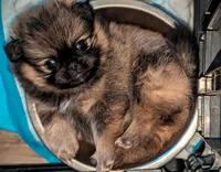 Boo Bear Pending! 7/31, a female Pomeranian and Pug for sale in Aurora, CO – Photo 1 of 10