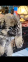 Boo Bear Pending! 7/31, a female Pomeranian and Pug for sale in Aurora, CO – Photo 2 of 10