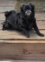 Boo Bear Pending! 7/31, a female Pomeranian and Pug for sale in Aurora, CO – Photo 10 of 10