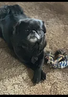 Rosie Pending!, a female Pomeranian and Pug for sale in Aurora, CO – Photo 9 of 10