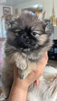 Rosie Pending!, a female Pomeranian and Pug for sale in Aurora, CO – Photo 1 of 10