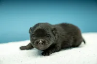 Puppy 1, a male Pomeranian for sale in Wausau, WI – 2 of 7