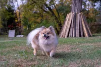 Puppy 3, a female Pomeranian for sale in Wausau, WI – 5 of 5