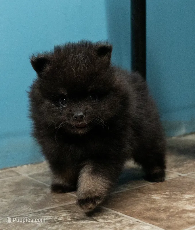 Puppy 1 – Pomeranian puppy for sale in Wausau, WI