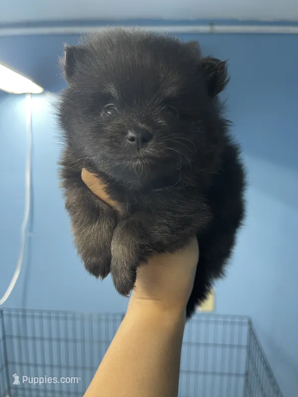 Puppy 1 – Pomeranian puppy for sale in Wausau, WI