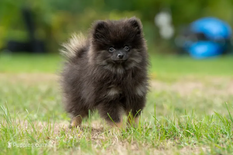 Puppy 1 – Pomeranian puppy for sale in Wausau, WI