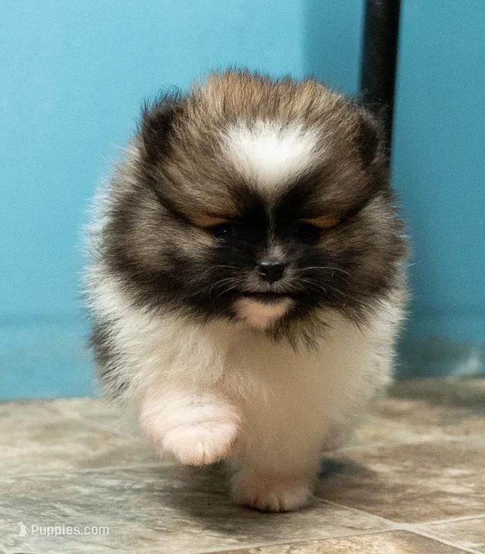Puppy 2 – Pomeranian puppy for sale in Wausau, WI