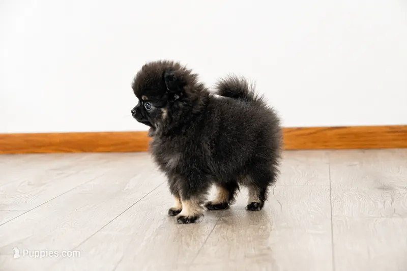 Puppy 1 – Pomeranian puppy for sale in Wausau, WI