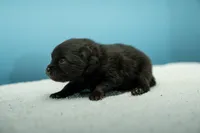 Puppy 1, a male Pomeranian for sale in Wausau, WI – 3 of 7