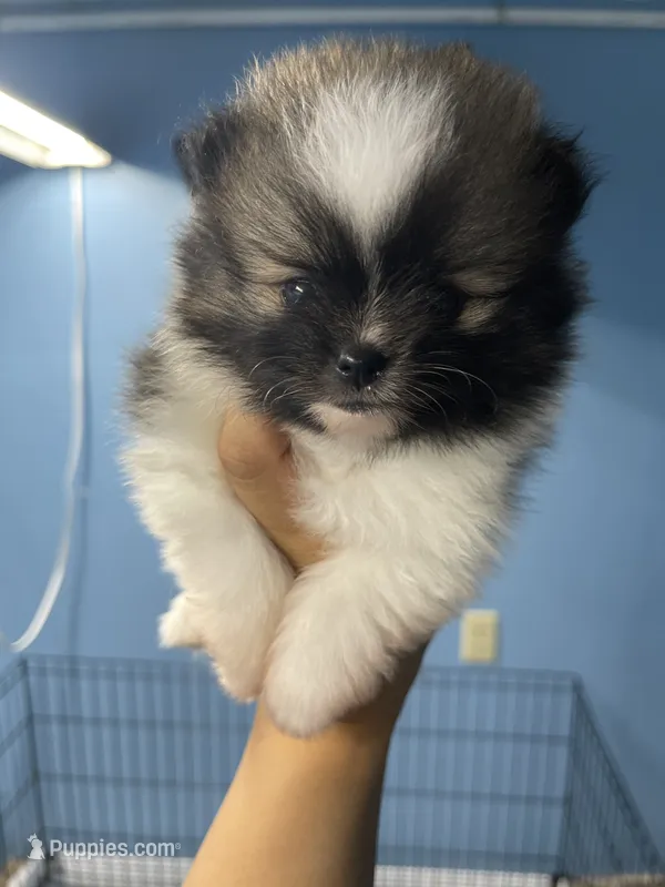 Puppy 2 – Pomeranian puppy for sale in Wausau, WI