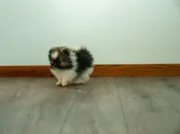 Puppy 2, a male Pomeranian for sale in Wausau, WI – 5 of 7