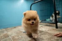 Puppy 3, a female Pomeranian for sale in Wausau, WI – 3 of 5