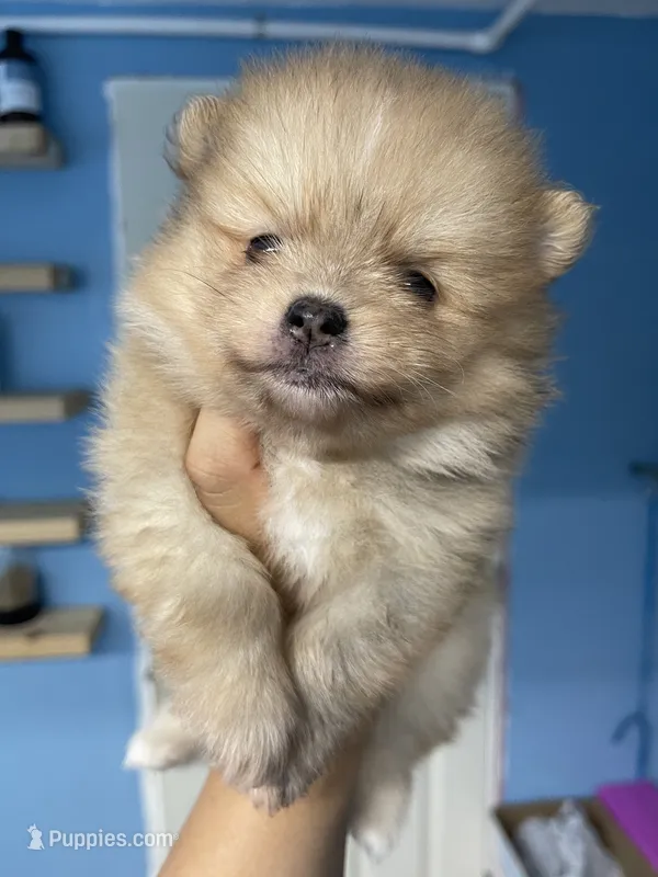 Puppy 3 – Pomeranian puppy for sale in Wausau, WI