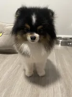Puppy 3, a female Pomeranian for sale in Wausau, WI – 4 of 5