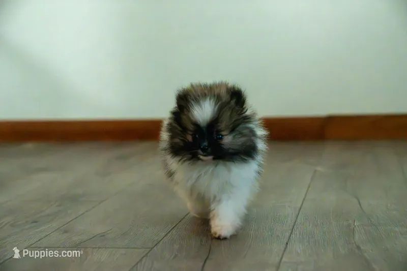 Puppy 2 – Pomeranian puppy for sale in Wausau, WI