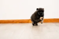 Puppy 1, a male Pomeranian for sale in Wausau, WI – 3 of 5