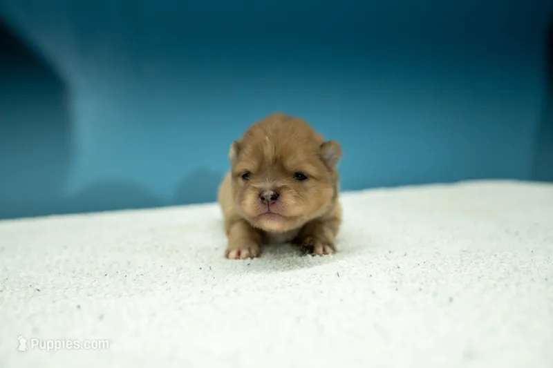 Puppy 3 – Pomeranian puppy for sale in Wausau, WI