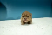 Puppy 3, a female Pomeranian for sale in Wausau, WI – 1 of 5