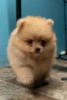 Puppy 3, a female Pomeranian for sale in Wausau, WI – 1 of 5